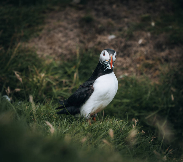 Puffin Fratercula arctica with beek full of eels and herring fish on its way to nesting burrow in breeding colony - Fotoğraf, Görsel