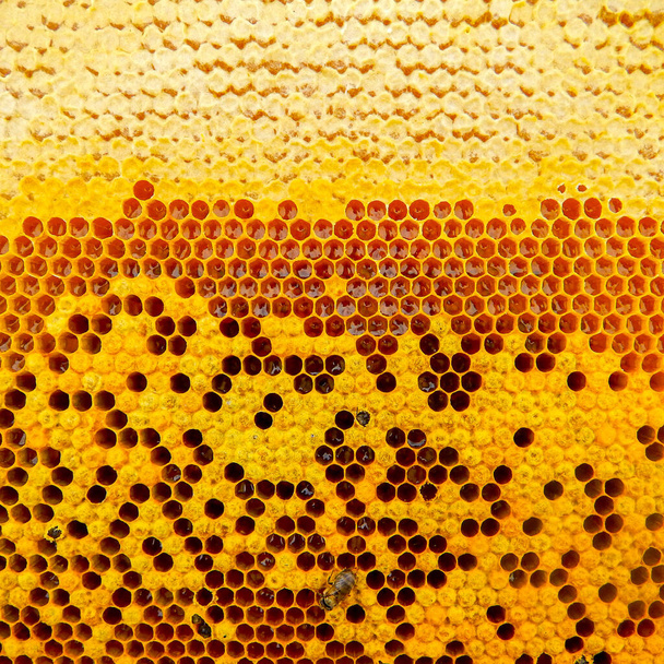 Σκελετός μέλισσας με μέλι, σφραγισμένες μέλισσες, σφραγισμένο μέλι - Φωτογραφία, εικόνα