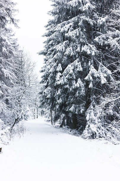 Snow-covered spruces, pines, trees in the winter New Years forest. A path in the forest with snow. Vertical orientation. - Photo, Image