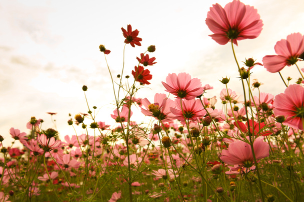 Cosmos flowers in sunset - Photo, Image