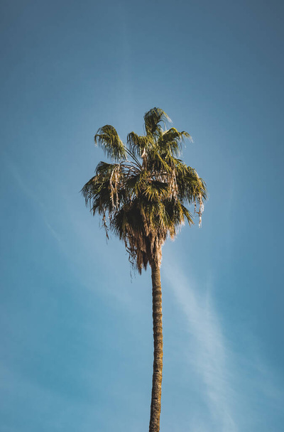 Isolated single palm tree on clear blue sky background. Sunn weather with light clouds in background. Taken in Marrakech, Morocco. - Photo, Image