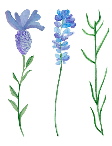 Vesiväri laventeli elementit asetettu - suuri kukka, oksa pieniä kukkia ja oksa lehtiä. - Valokuva, kuva