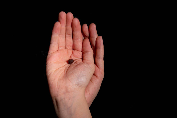 single raisin in the hand of a child - Фото, зображення