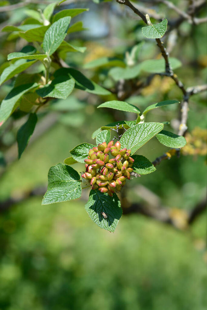 Wayfaring tree fruit - Latin name - Viburnum lantana - Photo, image