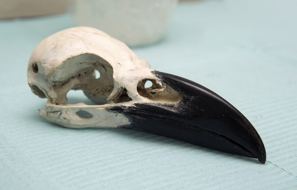cranio di corvo - Foto, immagini