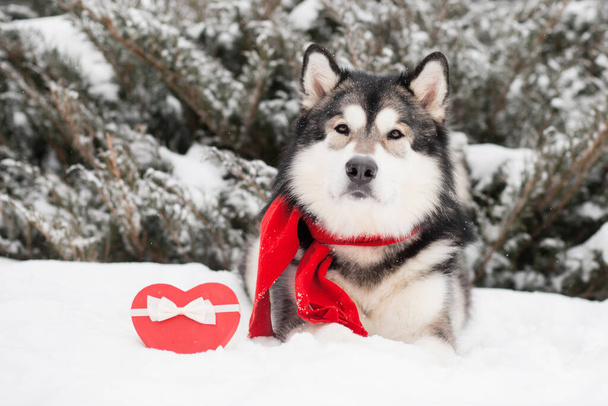 Leżący alaskański malamute w czerwonym szaliku z pudełkiem prezentów dla serca. Walentynki. Pies - Zdjęcie, obraz
