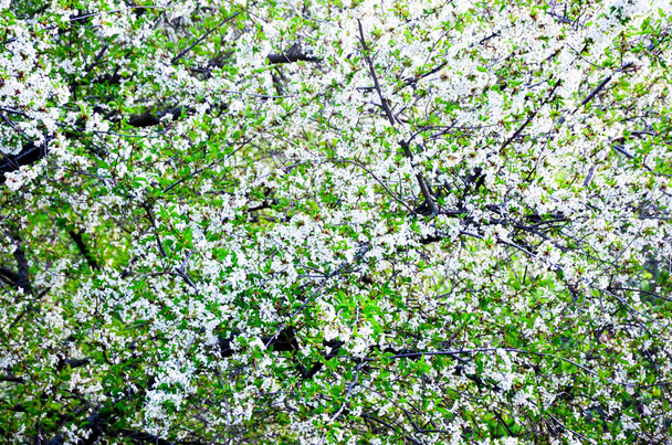 Virágzó cseresznyefa ágak, fehér szirmú virágok, tavaszi kert - Fotó, kép