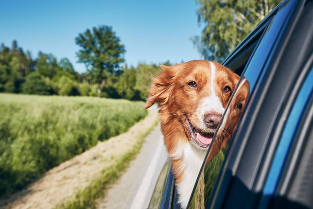 Dog travel by car during sunny summer day. Nova Scotia Duck Tolling Retrieverlooking at camera and enjoying road trip.  - Foto, immagini