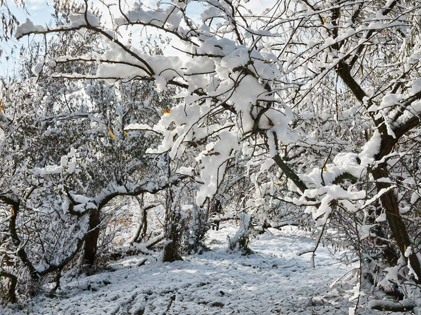 Παλιό πάρκο μετά από μια χιονόπτωση. θάμνοι στο χιόνι ενός εγκαταλελειμμένου πάρκου της πόλης, χειμερινό τοπίο. - Φωτογραφία, εικόνα