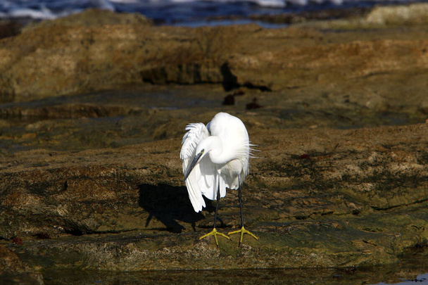 Egret on the Mediterranean coast is catching small fish  - 写真・画像