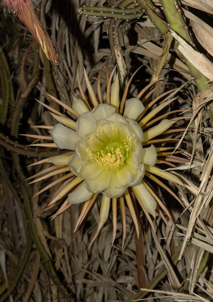 Primo piano della testa di fiore di un cactus Regina della Notte. Fiorisce solo per una notte, Selenicereus grandiflorus - Foto, immagini