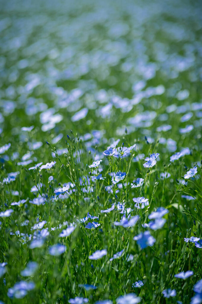 Virágzó kék lenmező (Linum usitatiss✔), közelről fotózva. teljes keretes és portré formátum lövés - Fotó, kép