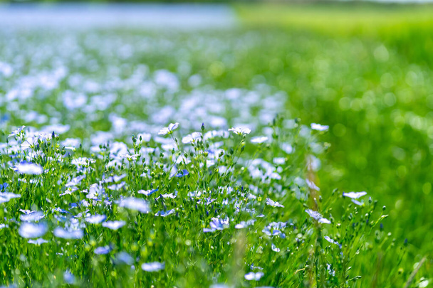 緑の背景を背景に畑に亜麻の青い花、夏には、フィールドの近くに、浅い深さ - 写真・画像