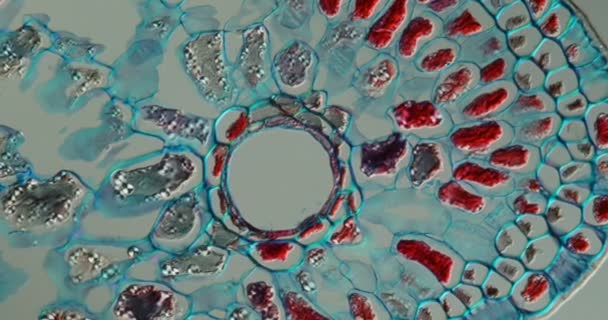 Árbol de abeto, tejido de agujas bajo el microscopio 100x - Metraje, vídeo