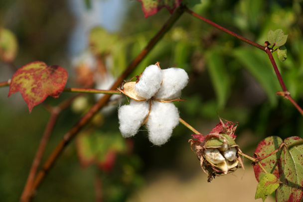 detail zralých bavlny tobolky na větev - Fotografie, Obrázek