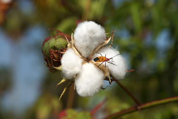 Primer plano de bols de algodón maduro en rama
 - Foto, imagen