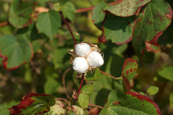 Close-up de bolls de algodão maduro no ramo
 - Foto, Imagem