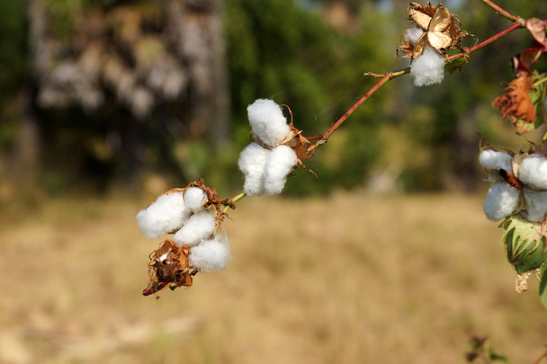 Nahaufnahme von reifen Baumwollpollern am Ast - Foto, Bild