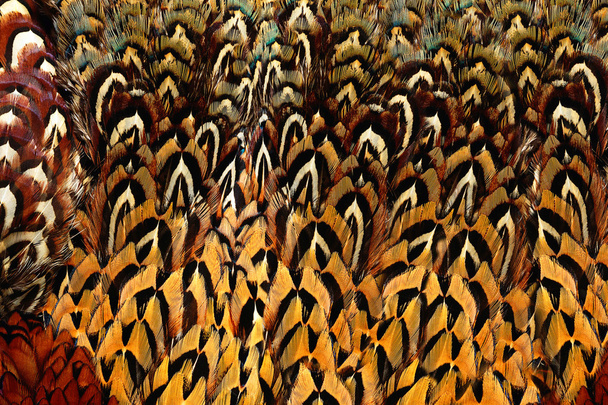 Ярко-коричневое перо
 - Фото, изображение