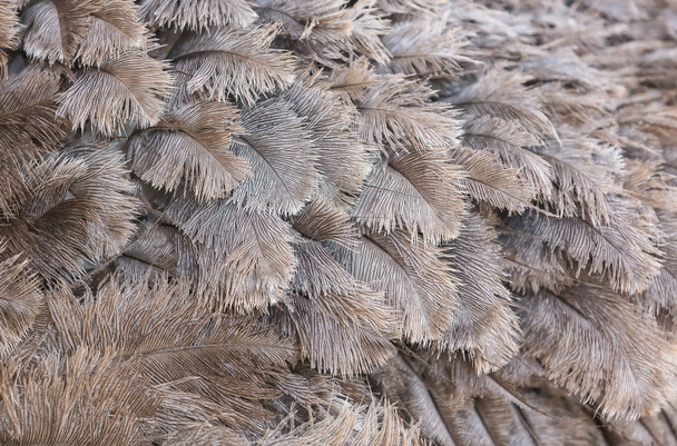 Closeup of ostrich feather - Фото, изображение