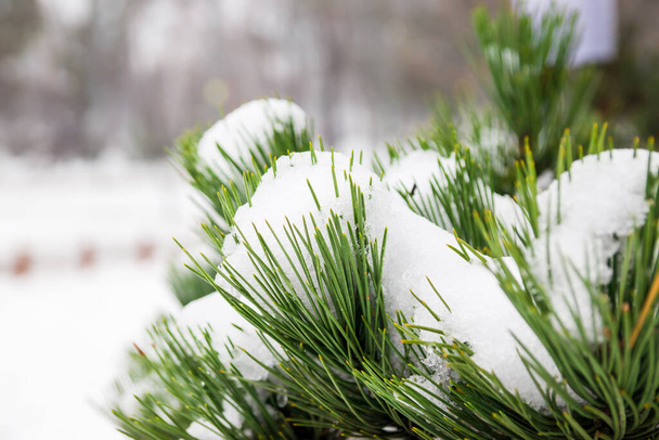 Foto von Schnee auf einer Kiefer im Winter. Schnee liegt auf grünen Kiefernzweigen. Schnee schmilzt auf Kiefernzweigen. - Foto, Bild