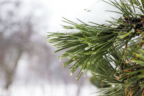 Fotografia di goccioline di rugiada da vicino su aghi di pino in inverno. Disgelo invernale. Gocce d'acqua sugli aghi di pino in inverno - Foto, immagini