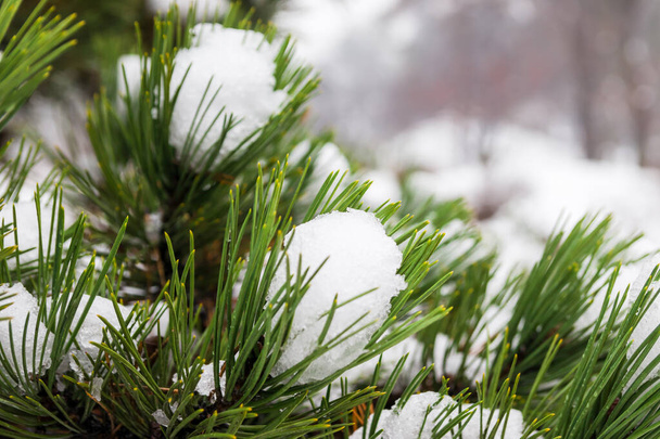 Φωτογραφία από χιόνι σε ένα πεύκο το χειμώνα. Χιόνι βρίσκεται σε πράσινα κλαδιά πεύκου. Το χιόνι λιώνει σε κλαδιά πεύκου. - Φωτογραφία, εικόνα