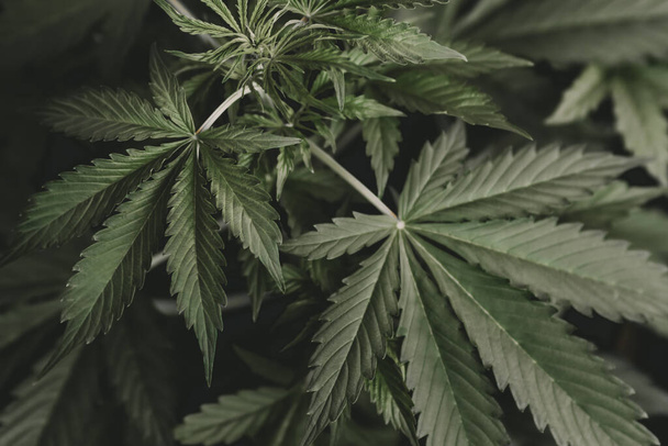 Cannabis and marijuana Cannabidiol. Green hemp background. Cannabis leaf legalization medical pot CBD. Weed Decriminalization. - Photo, Image