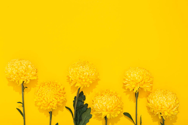Buds of chrysanthemum on a yellow background with copy space. Banner frame with lush flowers in a minimalist style. Golden wallpaper. Delicious aroma. Hello spring, summer time. Holiday business card. - Photo, image