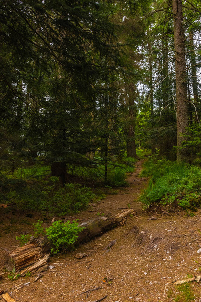 Retkipolku Saksan mustassa metsässä - Valokuva, kuva