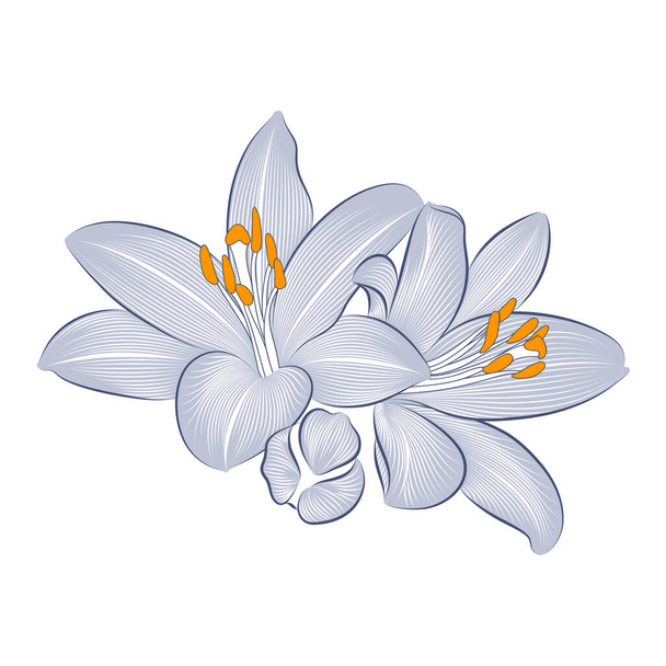 Abstract hand-drawn monochrome flower lily. Element for design. - Vetor, Imagem