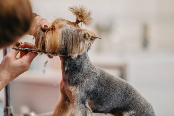 Professional haircut and dog care Yorkshire Terrier in the grooming salon. - Zdjęcie, obraz