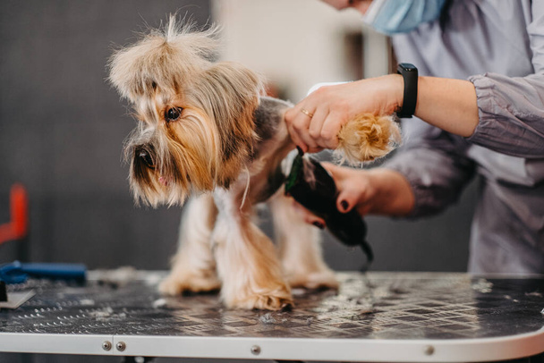 Professionele kapper en honden verzorging Yorkshire Terrier in de grooming salon. - Foto, afbeelding