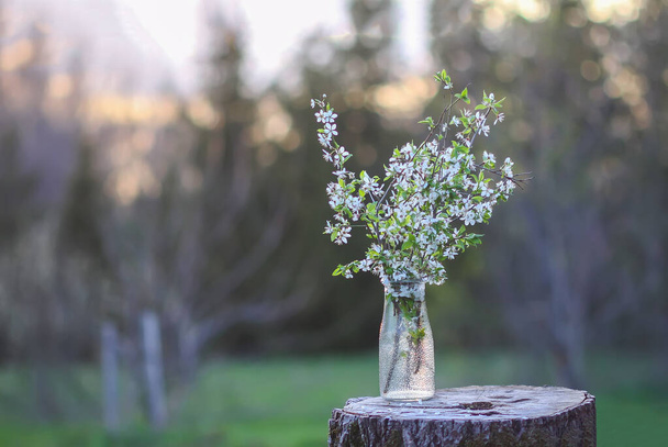 Bouquet de cerises de printemps dans un vase en verre à l'extérieur - Photo, image