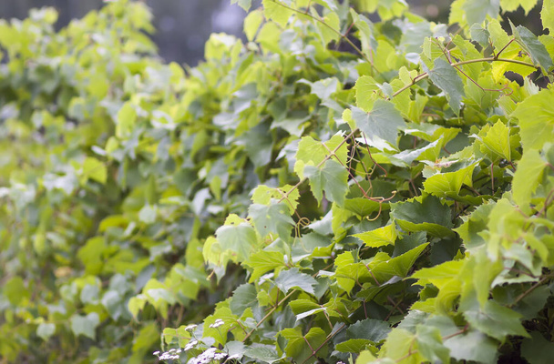 Молода виноградна лоза в літньому саду
. - Фото, зображення