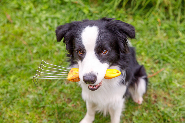 Εξωτερική πορτρέτο του χαριτωμένο χαμογελαστό σκυλί σύνορα Collie κρατώντας τσουγκράνα σε φόντο κήπο. Αστείο κουτάβι σαν κηπουρός που φέρνει τσουγκράνα για βοτάνισμα. Έννοια κηπουρικής και γεωργίας - Φωτογραφία, εικόνα