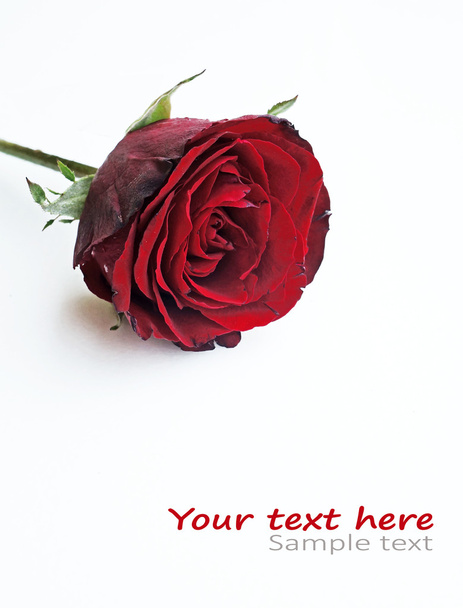 Rosa roja sobre blanco
 - Foto, imagen