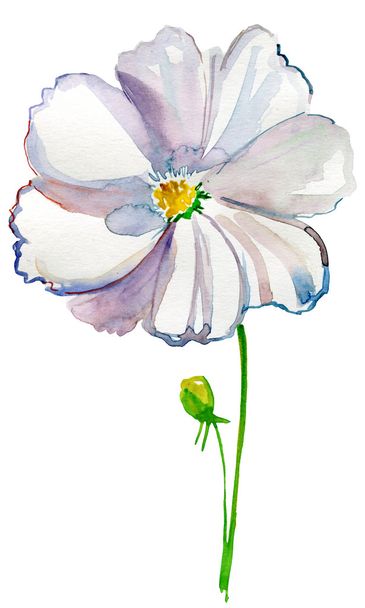 witte bloem - Foto, afbeelding