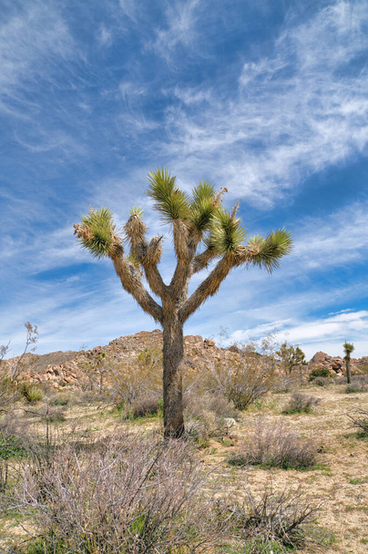 Joshua-Baumpflanzung auf einer Wüstenlandschaft im Joshua-Tree-Nationalpark Kalifornien - Foto, Bild