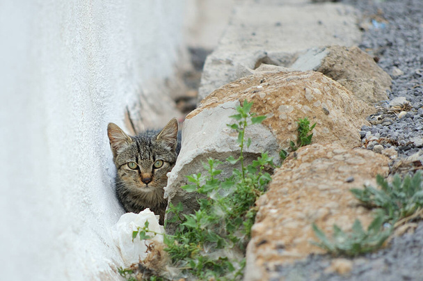 Маленький бродячий кошеня ховається в зливному каналі
. - Фото, зображення