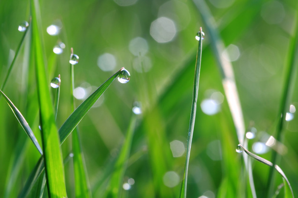 роса на зеленой траве - Фото, изображение