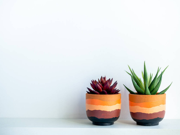 Plantes succulentes vertes et rouges dans un pot moderne en terre cuite peinte sur étagère en bois blanc isolé sur fond mural blanc avec espace de copie. - Photo, image