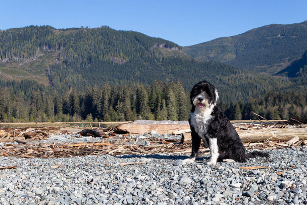 Portuguese Water dog sitting on the beach at Port Renfrew, British Columbia near the mountains on a sunny day - Fotó, kép