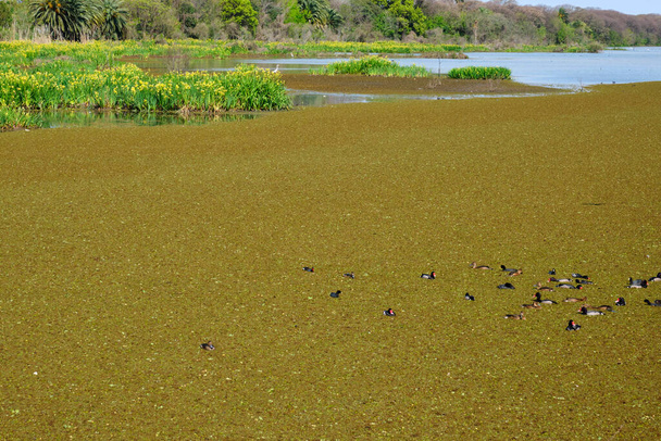Αρσενικό και θηλυκό rosy-billed pochard, rosybill, Netta peposaca, σε μια λιμνοθάλασσα του οικολογικού αποθέματος Costanera sur, στο Μπουένος Άιρες, Αργεντινή - Φωτογραφία, εικόνα