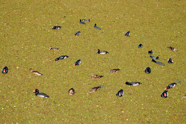 Erkek ve dişi gül gagalı pochard, gül gagalı, Netta peposaca, Costanera sur ekolojik rezervinin bir gölünde, Buenos Aires, Arjantin - Fotoğraf, Görsel
