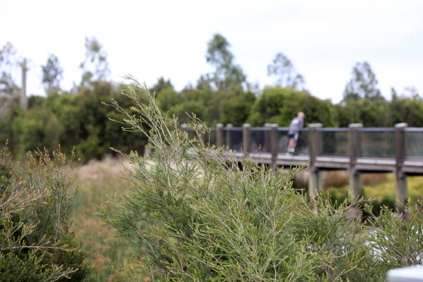 メルボルン、ビクトリア、オーストラリアの南東部郊外の湿地は、木、庭園、湖を示しています - 写真・画像