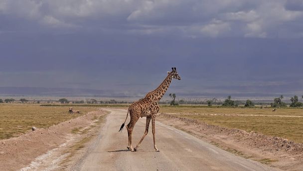 Une gracieuse girafe traverse lentement un chemin de terre dans la savane. Col long, tête avec cornes contre un ciel nuageux. Herbe jaune sur le bord de la route. Un troupeau de gnous est loin. Le Kenya. Parc d'Amboseli - Photo, image