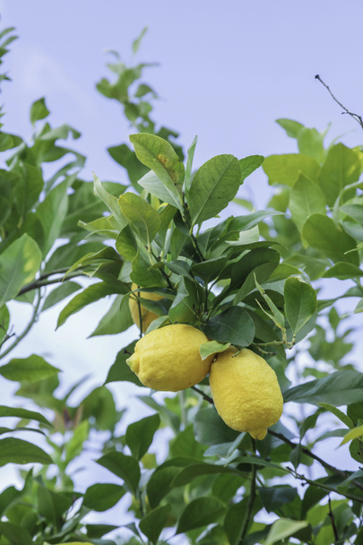 Limões amarelos pendurados na árvore
 - Foto, Imagem