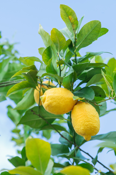 žlutá citrony, visící na stromě - Fotografie, Obrázek