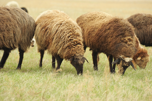 Sheeps in a meadow - 写真・画像